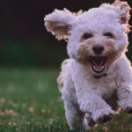 emirates skycargo launches pet transport support team