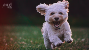 emirates skycargo launches pet transport support team
